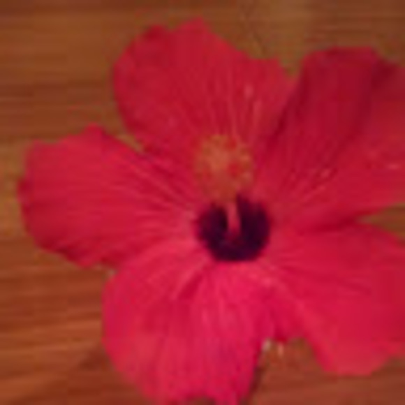 Profile Picture of Kimberly Fiasconaro (@kfiasconaro) on Poshmark