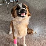 soy Allegra, una perrita que sonrie! - Instagram Profile Picture of soy Allegra, una perrita que sonrie! (@holasoyallegra_) on Instagram