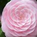 Profile Picture of DeeAnna Ryant (@deena1977) on Pinterest