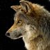 Profile Picture of Moni Wolf (@Moni-Wolf) on Facebook