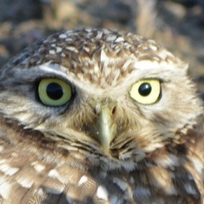 Profile Picture of Richard Bangert (@AlamedaPtEnviro) on Twitter