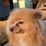 Profile Picture of sarah (@sarah_takahashii) on Instagram