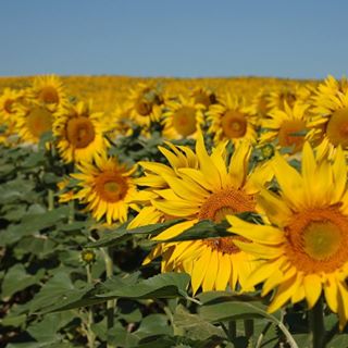 Profile Picture of Mahmoud Allaham (@Mahmoud-Allaham) on Facebook