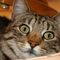 Profile Picture of Joshua Hammack (@joshua.hammick.9) on Facebook