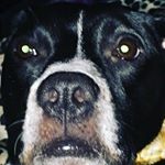 Profile Picture of Aaron Bard (@skwishcartoons) on Instagram