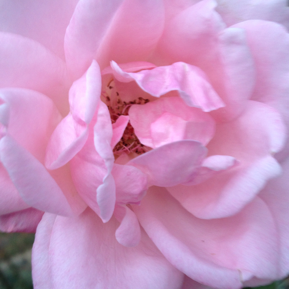 Profile Picture of Kim Bell (@kimbell) on Poshmark