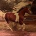 Profile Picture of Lori Shattuck Weldon (@lori.shattuckweldon) on Facebook