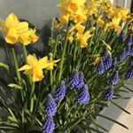 Profile Picture of Bridget Nicholson, David Viall (@urbanrootslandscapeslondon) on Instagram