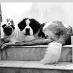 Hazel, Kiyara, Smiley N Fam - Instagram Profile Picture of Hazel, Kiyara, Smiley N Fam (@_.wooff._) on Instagram