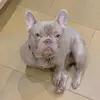 Profile Picture of Frenchietopia (@frenchietopia) on Tiktok