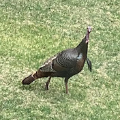 Profile Picture of James Hageman (@cuisapiunt) on Youtube