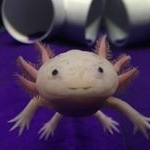 Profile Picture of Southern.Axolotls (@southern.axolotls) on Instagram