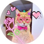 Profile Picture of Sampson The Cat (@sampsontheginger) on Instagram