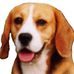 Profile Picture of Jeff Souter (Beagle Club of Queensland) (@BeagleClubQld) on Facebook