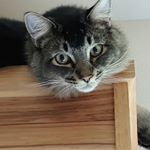 jeri mierkey - Instagram Profile Picture of jeri mierkey (@mie.jeri) on Instagram