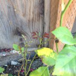 Profile Picture of Nicholas Waters (@dopefreerain) on Instagram