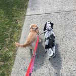 Profile Picture of Cockers Of Casey (@cockers_of_casey) on Instagram