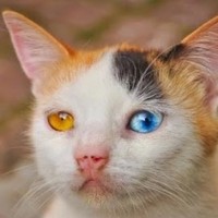 Profile Picture of Pat Reese (@pat-reese-3) on Quora