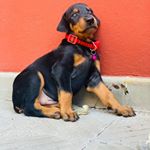 Profile Picture of Bruce the black Doberman (@brucethedobie2020) on Instagram