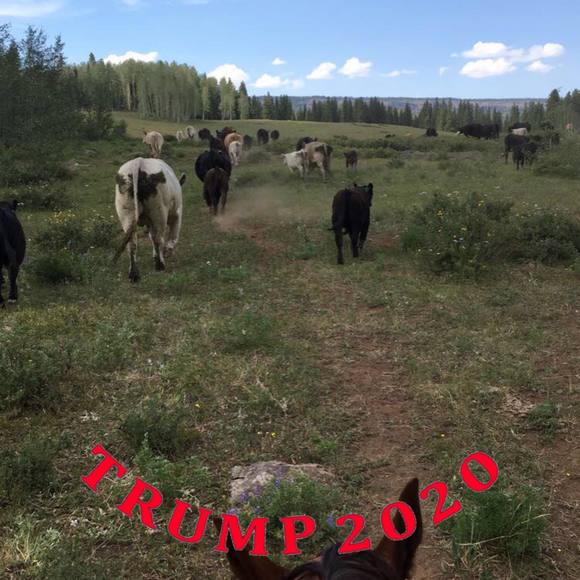 Profile Picture of Cody Gilliland (@codygilliland) on Poshmark