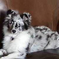 Profile Picture of Kevin Bear (@kevin-bear-6) on Quora