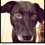 Profile Picture of Josephine Ciro (@joca517) on Instagram