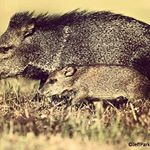 Profile Picture of Kevin Walters (@ophepi) on Instagram