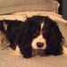 Profile Picture of Lisa Hegarty (@lhegarty1031) on Pinterest