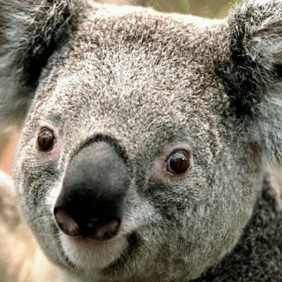 Profile Picture of Robin Bruno (@robinbruno6) on Twitter