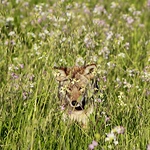 Profile Picture of Matt (@Matt Austin Photography) on Flickr