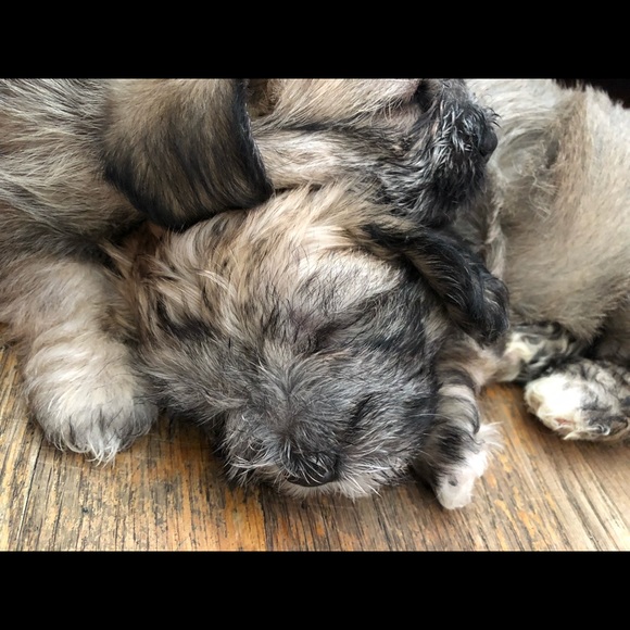 Felix Garcia - Poshmark Profile Picture of Felix Garcia (@frillex) on Poshmark