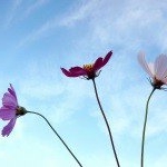 Profile Picture of Gerdes (@gerdeskeveriank9) on Instagram