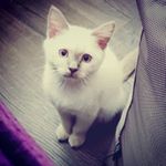 Profile Picture of matthew clementson (@ernie_the_burmie) on Instagram