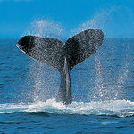 Profile Picture of Robert Edwards (@fisherman72) on Flickr