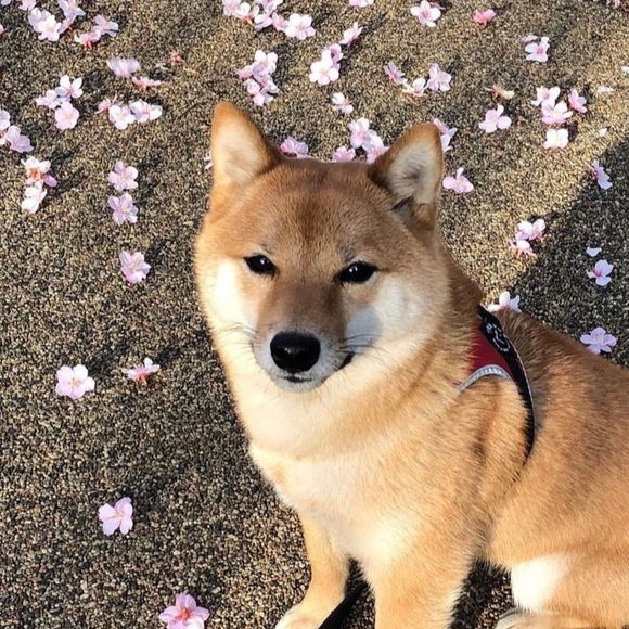 Profile Picture of Trish Nguyen (@booboowoo) on Poshmark