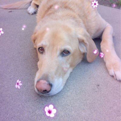 Profile Picture of Melanie Mailloux (@puzzle025) on Twitter
