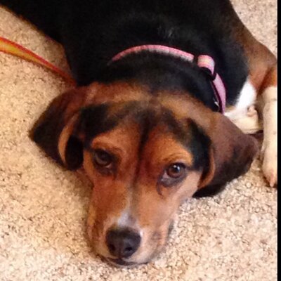 Profile Picture of Jamie Englebert (@JamieEnglebert) on Twitter