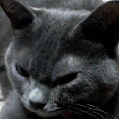 Profile Picture of Kim Takahashi (@mikrneko) on Twitter