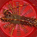 Profile Picture of Kevin Arscott (@kevin.arscott.5) on Facebook