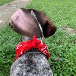 Profile Picture of MollySD Pointer (@mollysdpointer) on Instagram