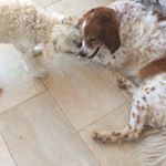 Profile Picture of Jasper and Charile Kourtis (@jasper_and_charlie_kourtis) on Instagram