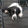 Profile Picture of Julie Barclay (@@arlothepup1) on Tiktok