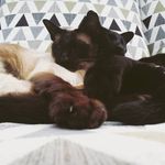 Profile Picture of Joey and Ruby (@joey_and_ruby_thecats) on Instagram