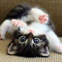 Profile Picture of Paula Simonetti (@PaulaSimonetti3) on Twitter