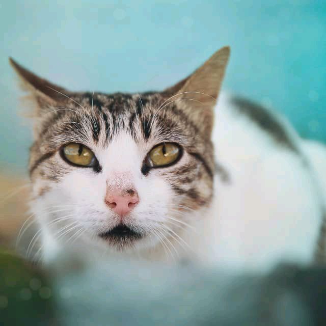 Profile Picture of RobertMichaelson0 (@robertmichaelson0) on Tiktok