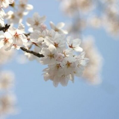 Profile Picture of Lisa Peng (@lisapeng09) on Twitter