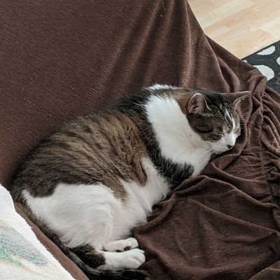 Profile Picture of Stephen Newhall (@sman4thewin) on Twitter