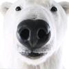 Profile Picture of Evan Shaneyfelt (@evanshaneyfelt) on Tiktok