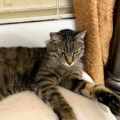 Profile Picture of Keith Wang (@dudeitpeplays7037) on Youtube