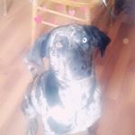 Profile Picture of karli rae wagner (@josie_the_catahoulahound) on Instagram